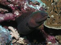 مار ماهی مورای غول پیکر (Giant Moray)