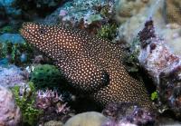 مار ماهی دم دراز مرغی (Gueneafowl Moray)