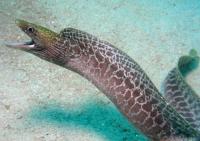 مار ماهی مورای پلنگی (Leopard Moray)