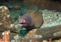 مار ماهی مورای چشم سفید (White-eye Moray)