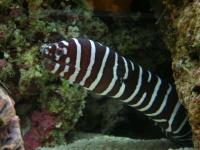 مار ماهی مورای زندانی (Zebra Moray)