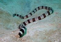 مار ماهی نواری بدون فلس (Banded Snake Eel)