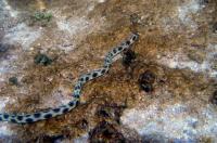 مار ماهی ببری بدون فلس (Tiger Snake Eel)