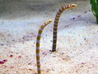 مار ماهی باغی پر زرق و برق (Splendid Garden Eel)