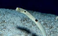مار ماهی باغی خال دار (Spotted Garden Eel)