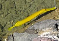 ترومپت ماهی زرد (Yellow Trumpetfish )