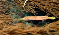 ترومپت ماهی (Trumpetfish)