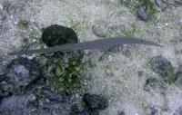 شیپور ماهی (Cornetfish)