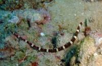 لوله ماهی راه راه (Banded Pipefish)