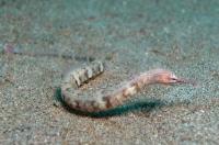 لوله ماهی ریف تاپ (Reef-top Pipefish)