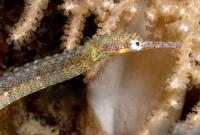 لوله ماهی خال زرد (Yellow-spotted Pipefish)
