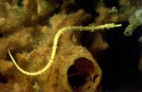 لوله ماهی مو قرمز (Red Hair Pipefish)