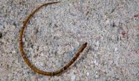لوله ماهی دماغ خاردار (Spiny-Nosed Pipefish)