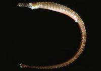 لوله ماهی خال آبی (Blue Speckled Pipefish)