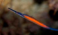 لوله ماهی آرایشگر (Cleaner Pipefish)