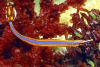 لوله ماهی نوار آبی (Pacific Blue-stripe Pipefish)
