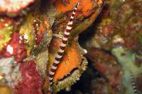 لوله ماهی نوار پهن (Broad-banded Pipefish)