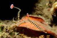 لوله ماهی نواری (Banded Pipefish)