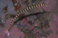 لوله ماهی نوار قرمز (Red Banded Pipefish)