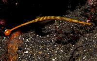 لوله ماهی نوار زرد (Yellow Banded Pipefish)