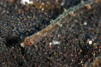 لوله ماهی اَندرسون (Andersons Pipefish)