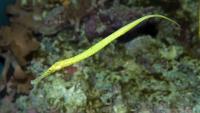 لوله ماهی اَلی گیتور (Syngnathoides biaculeatus)