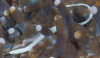 لوله ماهی قارچی (Mushroom Pipefish)