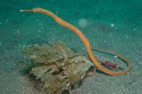 لوله ماهی عصایی خمیده (Bend Stick Pipefish)