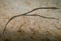 لوله ماهی عصایی صاف (Straight Stick Pipefish)