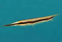 میگو ماهی (Common Shrimpfish)