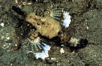 اژدها ماهی کوچولو (Little dragonfish)
