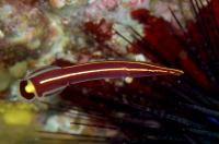 کلینگ ماهی نوار ارغوانی (Purplestripe Clingfish)