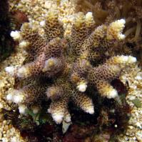 مرجان شاخه ای هزار سوراخ (Millepora staghorn crl. Brown)