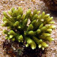 مرجان شاخه ای هزار سوراخ (Millepora staghorn crl. Green)