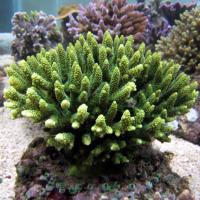 مرجان شاخه ای هزار سوراخ (Millepora staghorn crl. green)