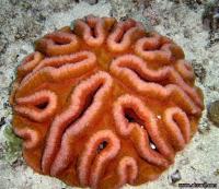 مرجان گوشتی آگاریسیا(Agaricia meat crl. coloured)