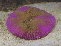 مرجان دیسکی فسیلی (Fungites disc crl. coloured)