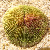 مرجان دیسکی فسیلی (Fungites disc crl. coloured)