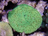 مرجان قارچی (Mushroom)