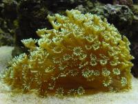 مرجان لیمویی گل ستاره ای (Stokesi lemon coral)