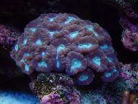 پلیپ برجسته (Tumida polyp)