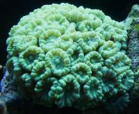 پلیپ خمیده (Curvata polyp)