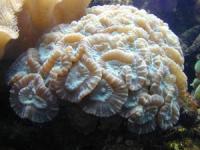پلیپ برجسته (Tumida polyp)