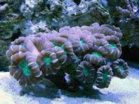 پلیپ برجسته (Tumida polyp)