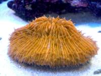 مرجان قارچی (Mushroom crl. Yellow)