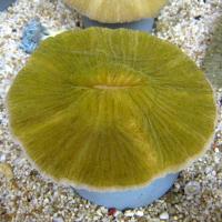 مرجان قارچی (Mushroom crl. green)