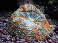 مرجان دونات دشایسیا نای (Deshayesiana donat crl. multi)