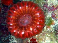 مرجان دونات لاکریمالیس (Lacrymalis donat crl. red)