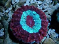 مرجان دونات دشایِسیا نای (Deshayesiana donat crl. red)