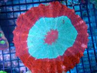 مرجان دونات دشایِسیا نای (Deshayesiana donat crl. red)